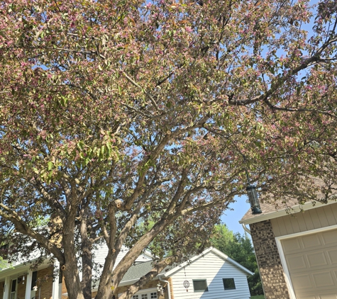 B & M Tree Service & Landscaping - Pierz, MN. cleaned up, light and airy