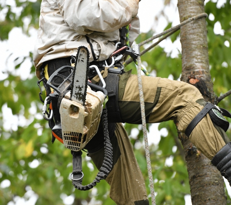 Benjamin's Tree Service