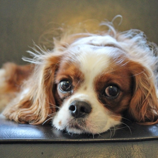 The Best Little Dog House In Texas - Houston, TX