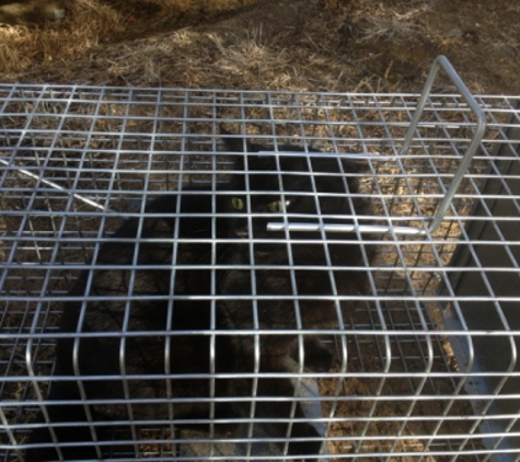 Scorpion Pest Management Pty Ltd - Glenorchy, TAS