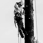 Mullins Tree Service