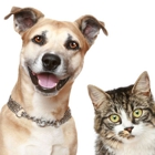 Boca Raton Concierge Pet & House Sitting