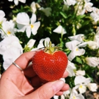 Brown's Harvest