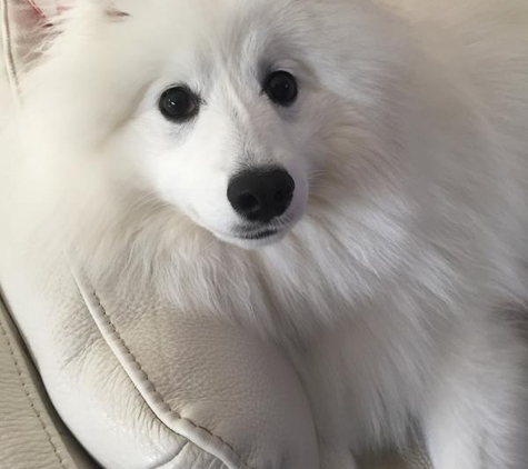 Superb Dog Grooming - Wheelers Hill, VIC. Mr Boo