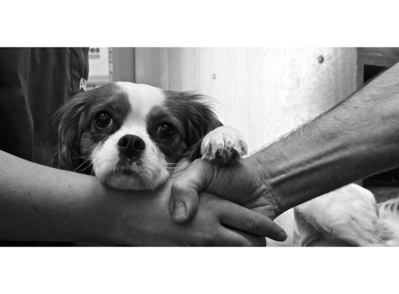 Ulverstone Veterinary Clinic - Ulverstone, TAS