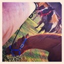 Gunstock Ranch - Ranches