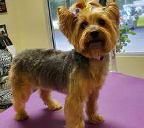 Pet's Paradise Grooming Salon and Spa - Newnan, GA