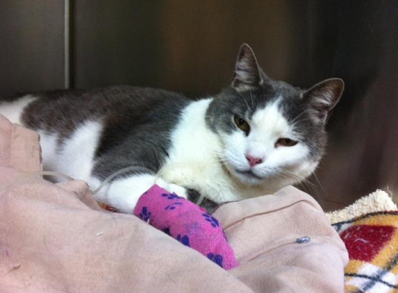 Edmonton Vet Clinic & Cattery - Bentley Park, QLD