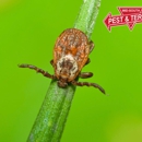 Mid-South Pest & Termite, LLC - Pest Control Services