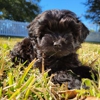 Michele's Puppies & Paws - Maltipoo Puppies Florida gallery