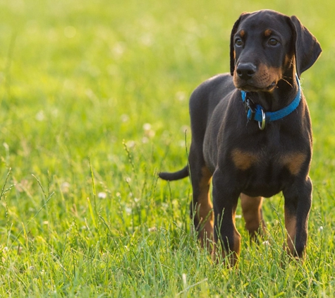 Torenbeek Veterinary Clinic - Frenchville, QLD