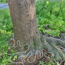 SavATree - Tree Service & Lawn Care - Tree Service