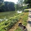 Tails and Trails Dog Walking/Pet Sitting gallery