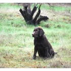 Shangri' Labradors