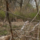 Tifft Nature Preserve