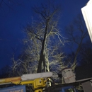 Ramsey & Family Tree Service - Tree Service