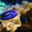 Aquarium Depot - Aquariums & Aquarium Supplies