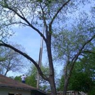 Samuel's Tree Service
