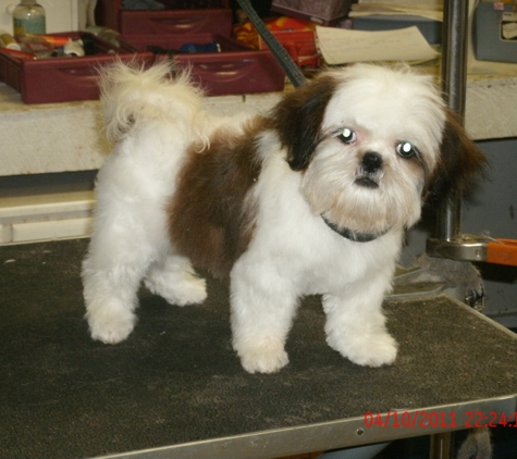 Critter Creations - Muncy, PA. shihtzu First haircut after