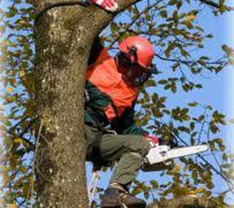 Professional Landscapers & Tree Removal - Knoxville, TN