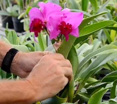 Odom's Orchids, Inc. - Fort Pierce, FL