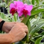 Odom's Orchids, Inc.