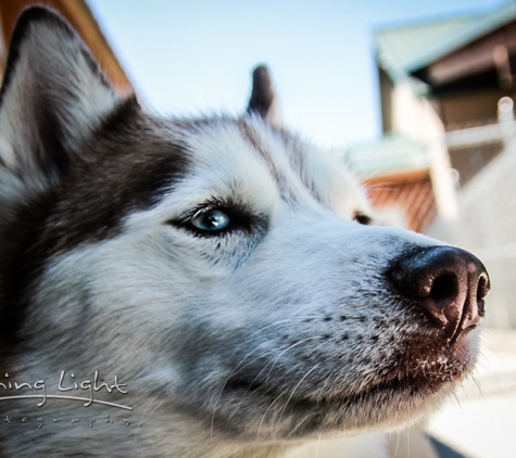 A Pet Boarding Retreat - Kalispell, MT