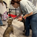 Prime Time Pups - Dog Training