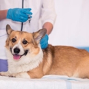 Spencer Animal Hospital - Veterinarians