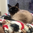 The Country Inn For Cats - Animal Shelters