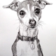 Animal Art and Pet Portraits by Stephanie Grimes