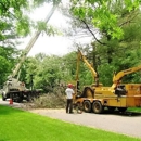 Adler & Sons - Tree Service