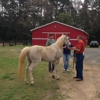 Palmetto Veterinary Medicine & Surgery gallery