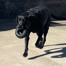 TOPDOG PET CARE - Pet Services