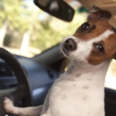 Evanbaum Courier & Errand Services LLC - Pet Services