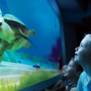 Turtle Talk With Crush - Tourist Information & Attractions