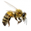 Bee Removal - Wildlife - Pest Control gallery