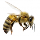 Bee Removal - Wildlife - Pest Control - Bee Control & Removal Service