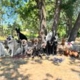 Pack Family