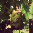 Haak Vineyards & Winery Inc - Tourist Information & Attractions