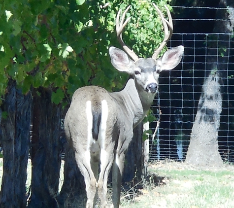 StoneRiver Vineyards - Talent, OR