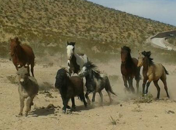 Horses Unlimited Rescue & Education Center Inc. - El Paso, TX