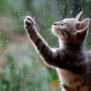 Best Friends Animal Hospital - Veterinary Clinics & Hospitals