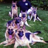 All Island K-9 Service gallery