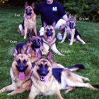 All Island German Shepherd K-9 Services