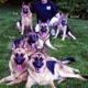 All Island German Shepherd K-9 Services