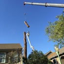 Haman Tree Service - Arborists