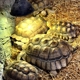 The Reptile Zoo