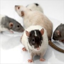 Action Pest Control - Pest Control Services