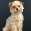 My Favorite Groomer LLC gallery